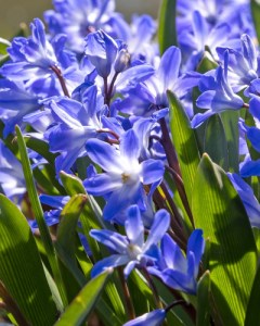 Chionodoxa Blue Giant.jpg
